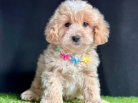 Maltipoo mix ırk Yavrular