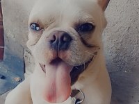 Blue cream erkek 2 yaşında french bulldog