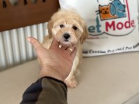 Petmode köpek çiftliğinden maltipoo yavrularımız