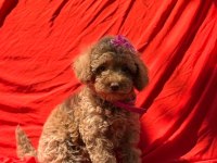 GERÇEK TEA CUP TEDDY RED BROWN POODLE BEBEKLER