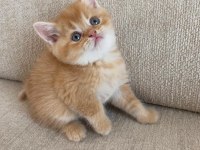 Golden British Shorthair Bebekler
