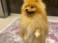 Acil ücretli sahiplendirelecek pomeranian boo