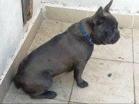 YAVRU YETİŞKİN FRENCH BULLDOG KÖPEKLER