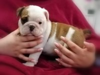 İNGİLİZ BULLDOG YAVRULARI