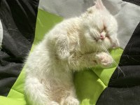 BRİTİSH SHORTHAİR ERKEK YAVRU