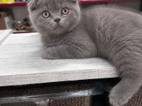 Scottish Fold Yavrular