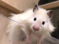 HAMSTER-GONZALES YAVRULARIMIZ HERYERE GÖNDERİM