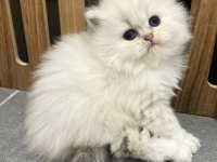 Pamuğumsu NS1133 British Longhair 