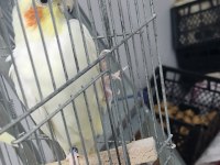 YARI EVCİL ERKEK LUTİNO KIRMIZI GÖZ SULTAN PAPAĞANI
