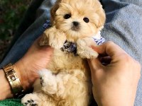 Minik Oyuncu Toy Poodle Yavrular