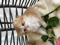 Pofuduk British Longhair Yavrular