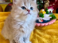 ELİT SAFKAN BRİTİSH DİŞİ KEDİ İSTEYENLERE