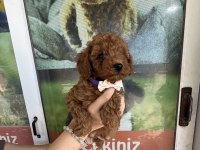 Kore dişi erkek bakımlı poodle minnoşlarımız