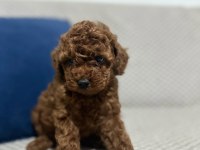 KORE RED BROWN TOY POODLE YAVRULAR