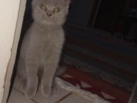 Kurmamaya alışmış tuvalet eğitimi tam kedimiz