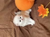 British Longhair Son Yavrular