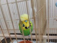 Show Jumbo Erkek Muhabbet Kuşu