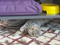 Erkek scottish fold