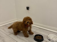 Toy Poodle 5 Aylık