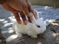 Renk cücesi tavşan himalayan renk