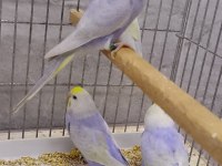 Rainbow Muhabbet Kuşu Yavruları