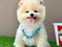 Safkan Pomeranian Boo Bebekler