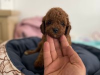 Red poodle yavrularımız