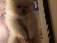 Sevimli pomeranian bebeklerim