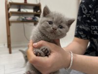 British shorthair yavrularımız yeni sahiplerini bekliyor