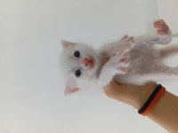 British shorthair yavru 28 günlük