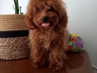 7 Aylık Maltipoo yeni ailesine arıyor