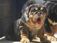 RENKLİ BULLDOG ÇOCUKLAR