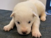 SAFKAN SAMOYED YAVRULARI KARTOPU