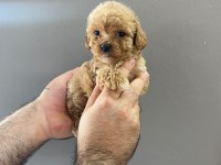 Kızıl Kahve Maltipoo Güzel Yüzlü Yavrular