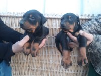 Üst kalite doberman yavrularım