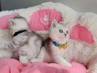 A kalite silver Brıtısh shorthair bebekleirm 