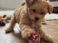 Safkan Toy Poodle Köpeği