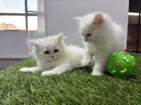 Karbeyaz British Longhair