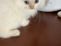 British longhair yavrular