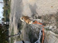 1 yaşında akita inu uysal sosyal oyuncu