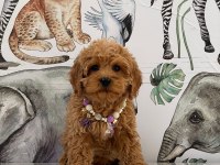 Evlerinize neşe getirecek maltipoo yavrularımız hazır