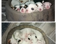 Kısa bacak jack russell yavrular İzmir Kemalpaşa