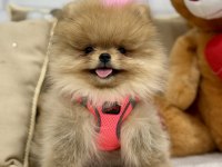 Mini teddy bear pomeranian boo