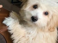 Tatlı Maltipoo yavrular