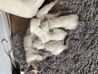 British longhair blue point