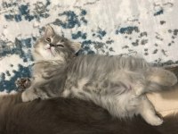Şeker pare british longhair
