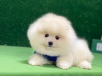 Mini Mini Minnoş Pomeranian