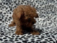 Petmode köpek çiftliğinden tea cup poodle
