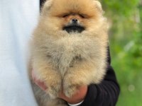 Yavru Köpeğimiz Pomeranian Boo