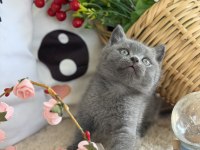 British shorthair iki aylık
